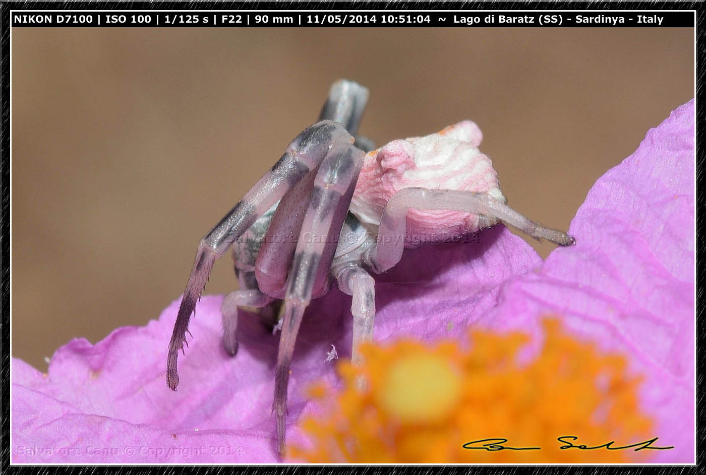 Thomisus onustus - Lago di Baratz (SS)